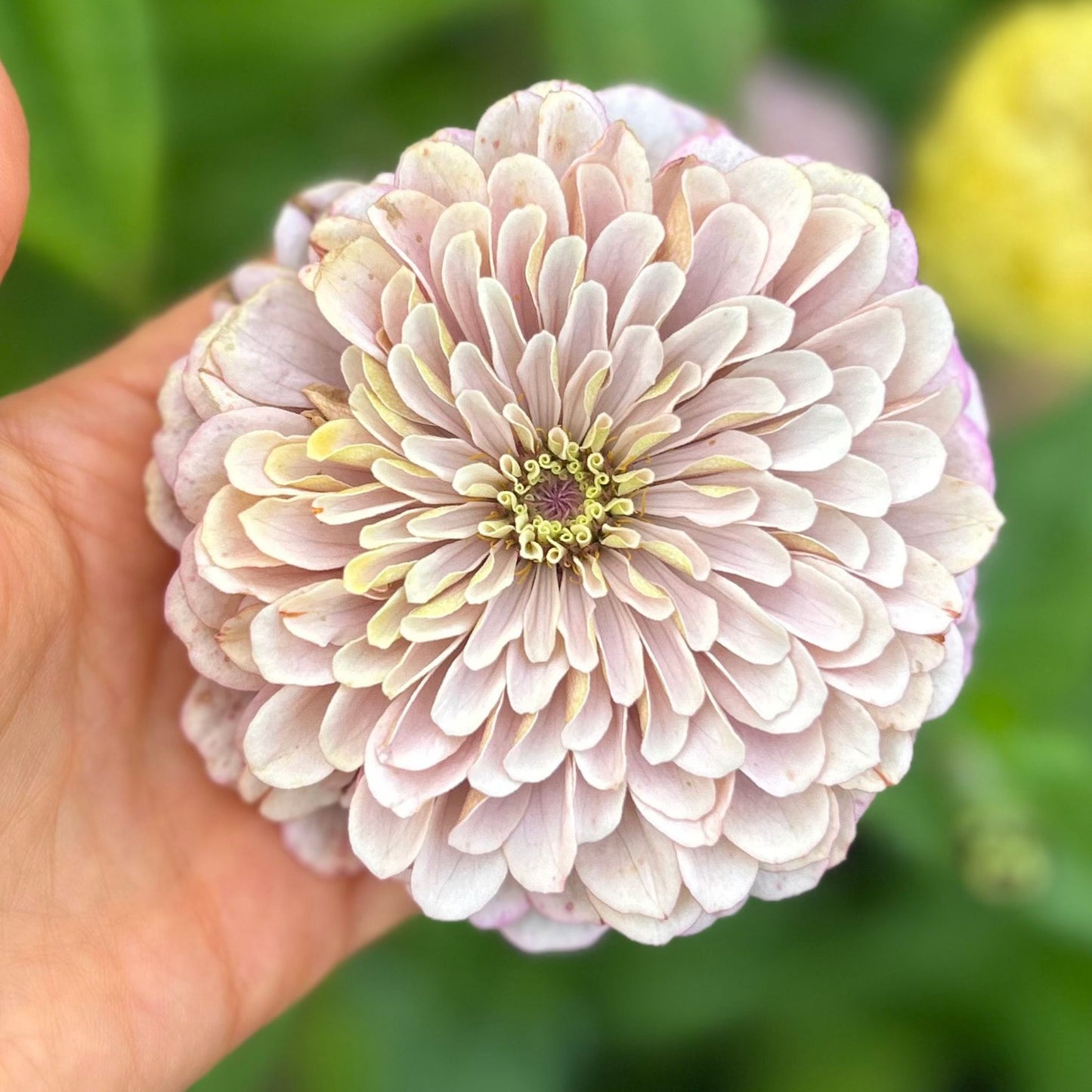 Malins Drottningbakelse Zinnia (3-pack)