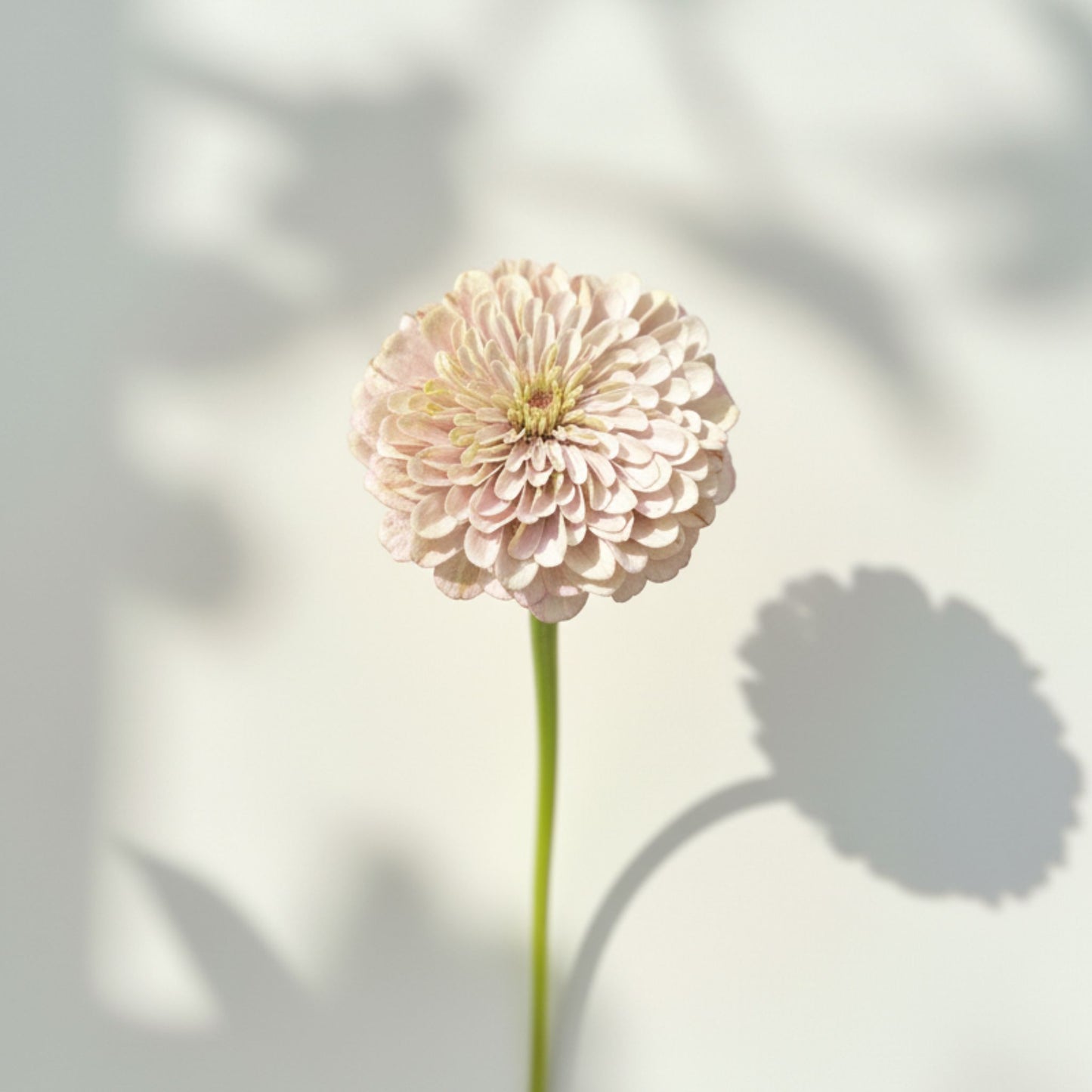 Malins Drottningbakelse Zinnia (3-pack)