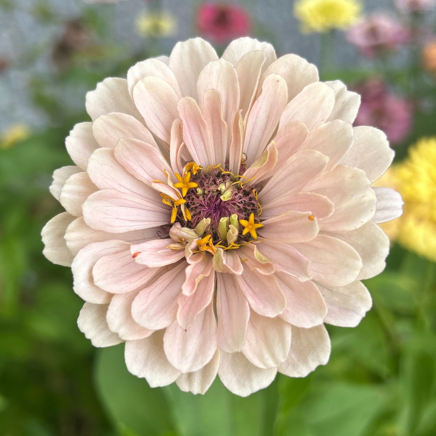 Malins Drottningbakelse Zinnia (3-pack)