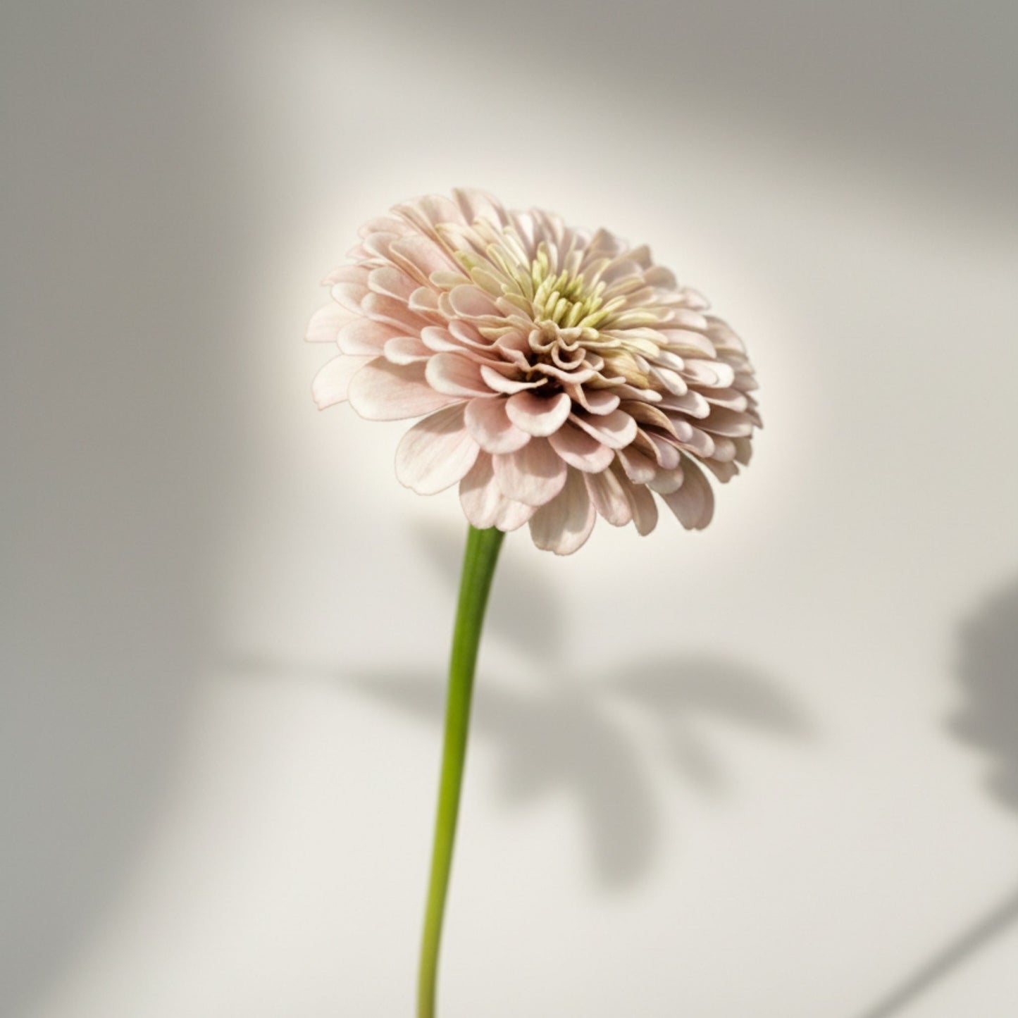 Malins Drottningbakelse Zinnia (3-pack)