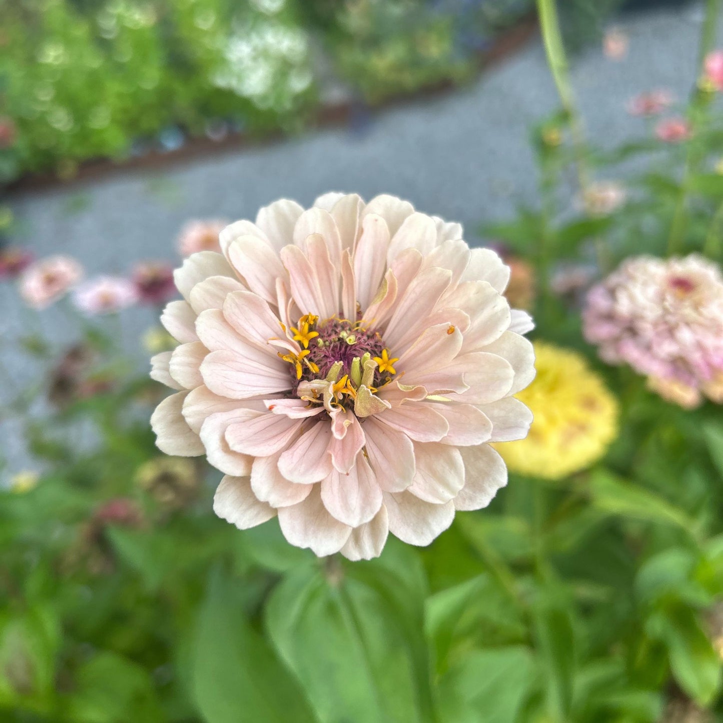 Malins Drottningbakelse Zinnia (3-pack)