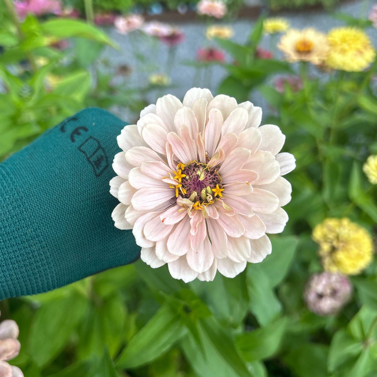 Malins Drottningbakelse Zinnia (3-pack)