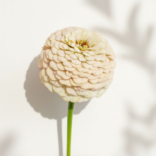 Mandelkubb Zinnia (3-pack)