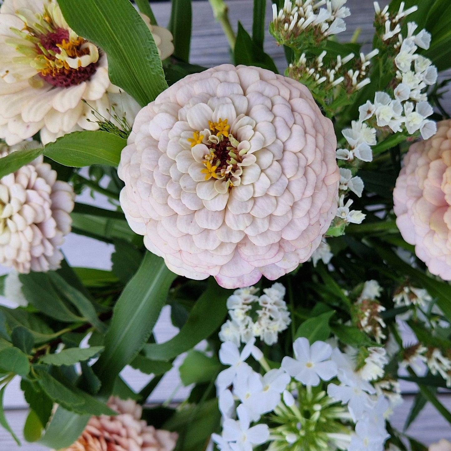 Mandelkubb Zinnia (3-pack)