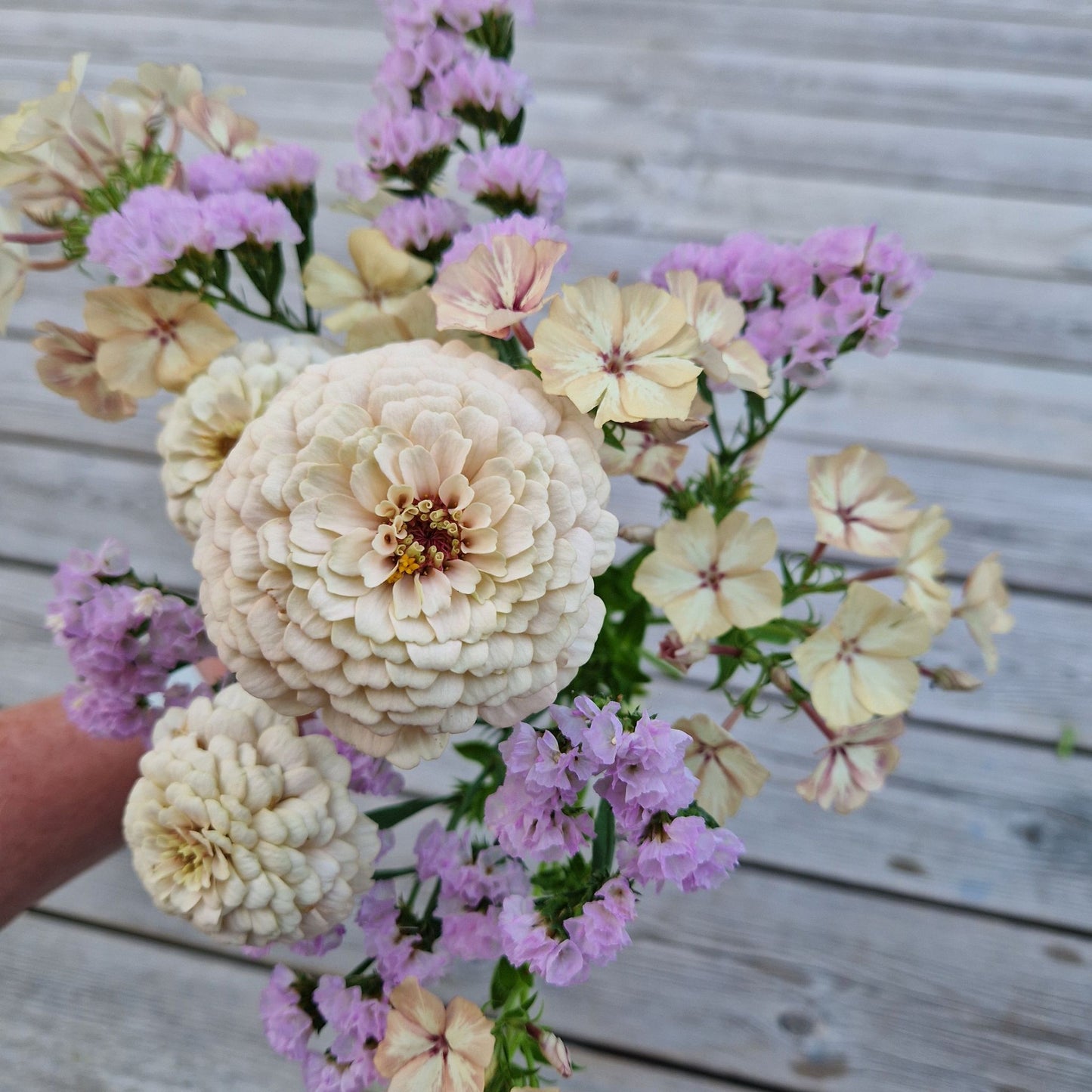 Mandelkubb Zinnia (3-pack)