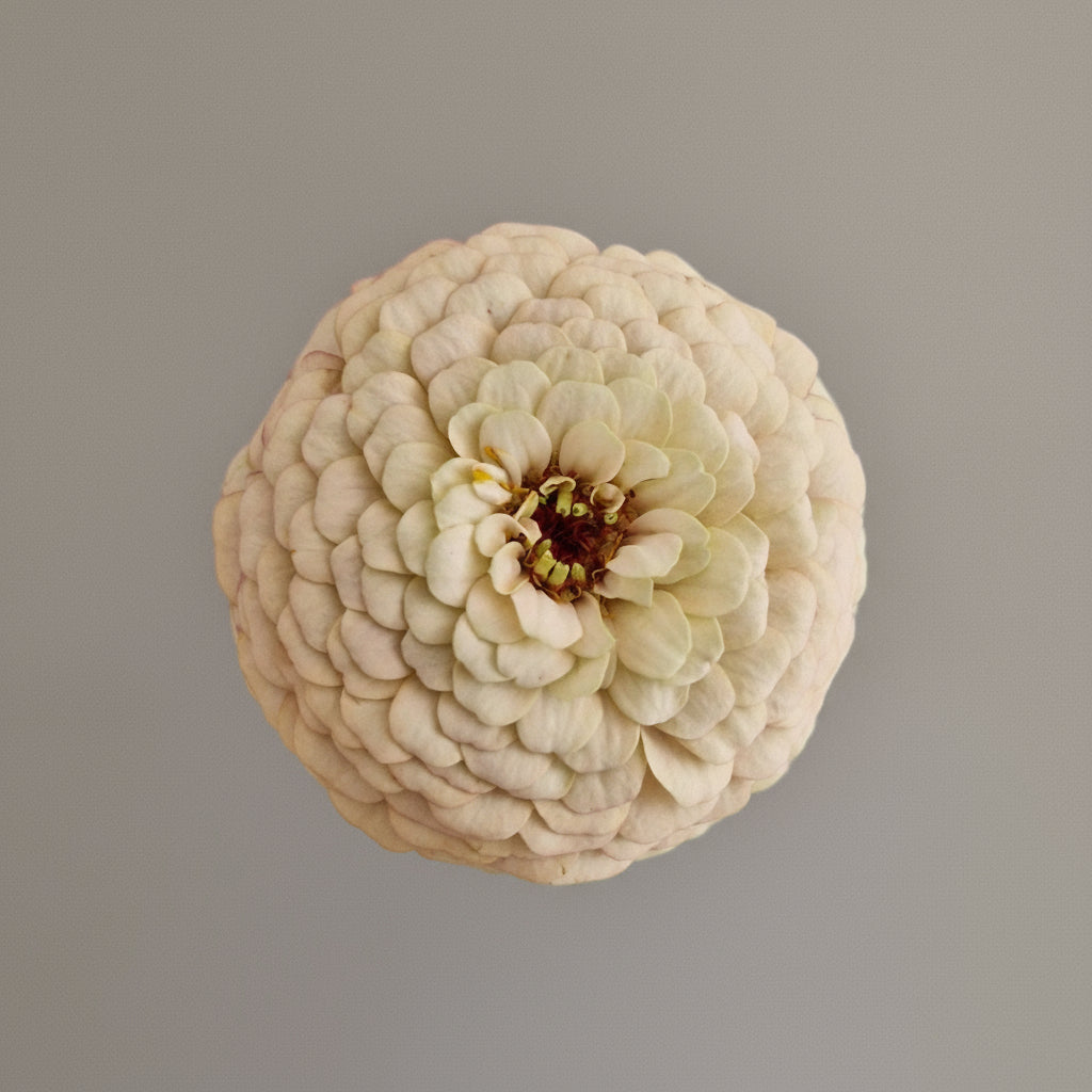 Mandelkubb Zinnia (3-pack)