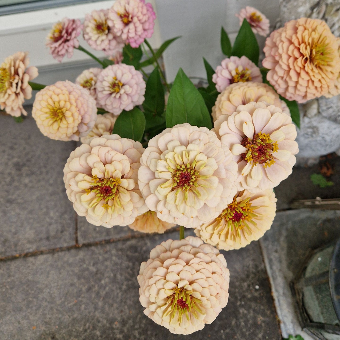 Mandelkubb Zinnia (3-pack)