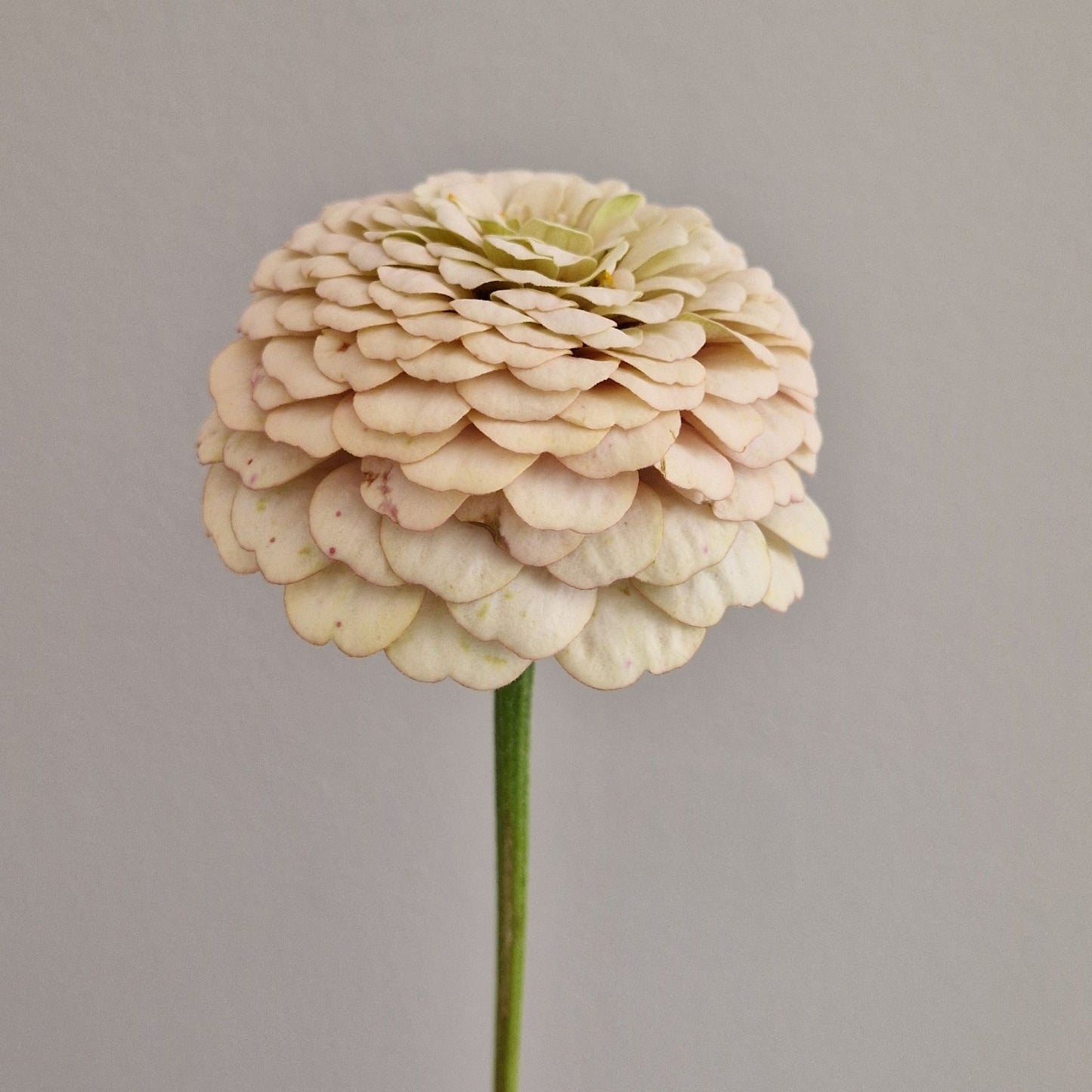 Mandelkubb Zinnia (3-pack)