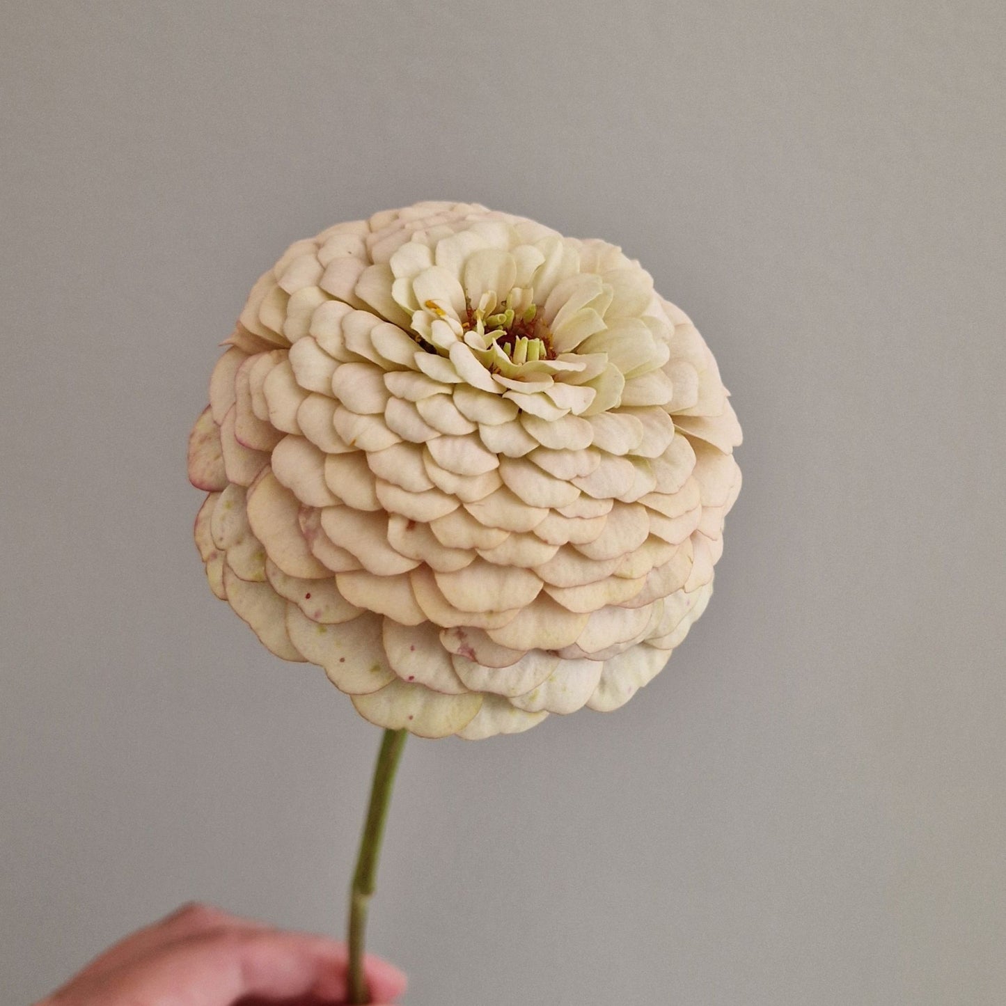 Mandelkubb Zinnia (3-pack)