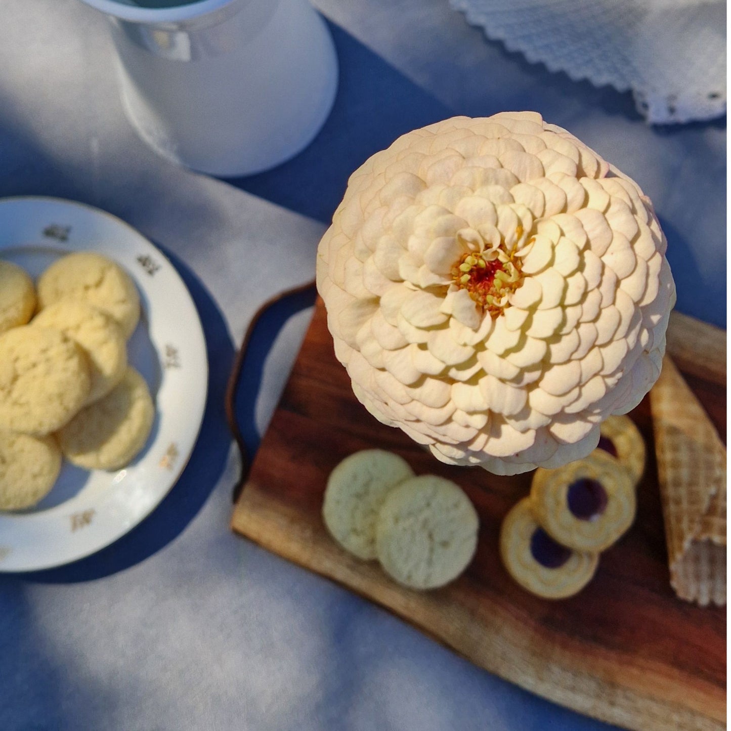 Mandelkubb Zinnia (3-pack)