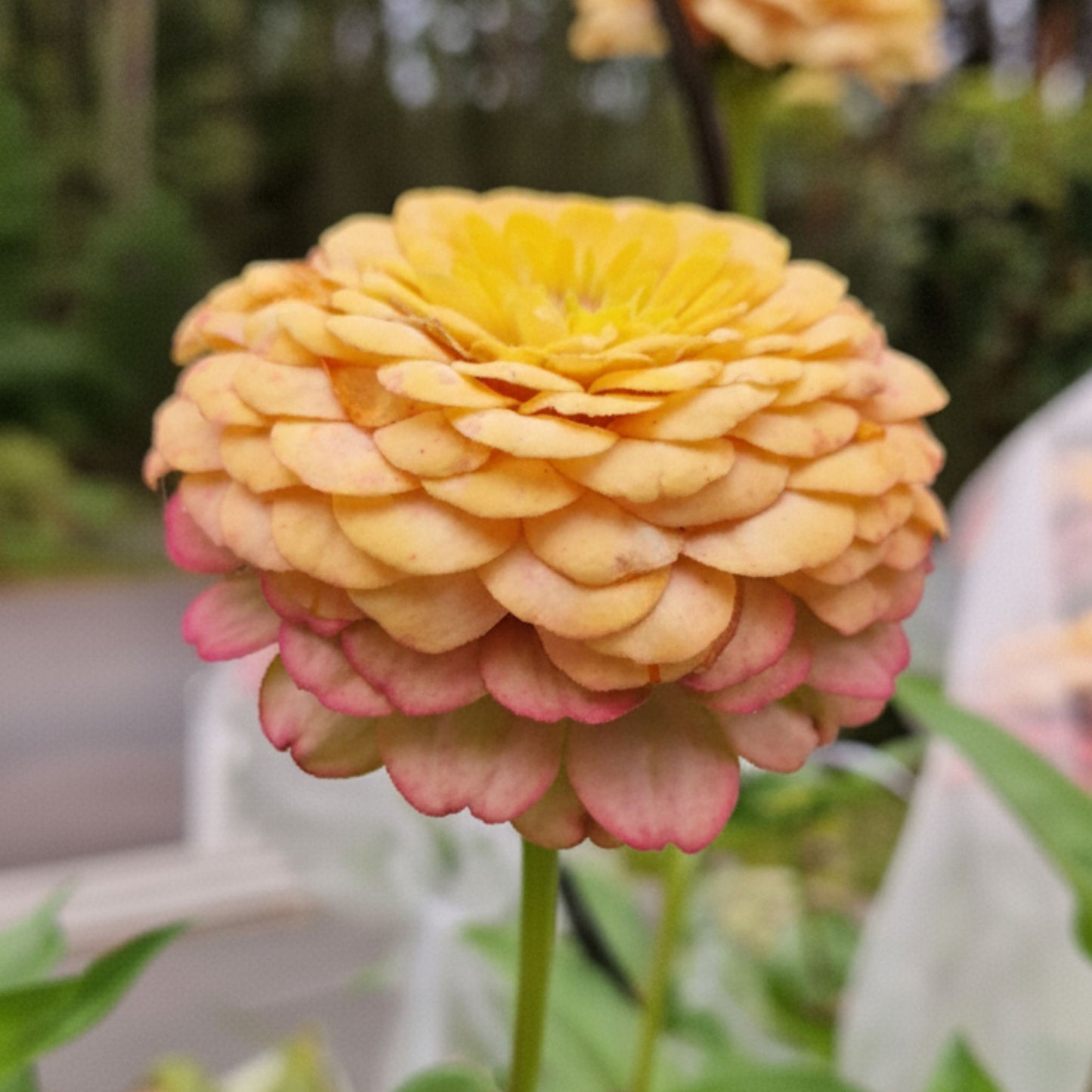 Rabarberkaka Zinnia (3-pack)