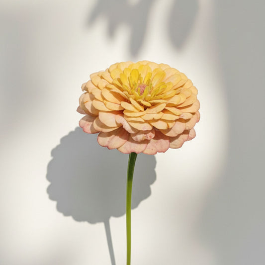 Rabarberkaka Zinnia (3-pack)