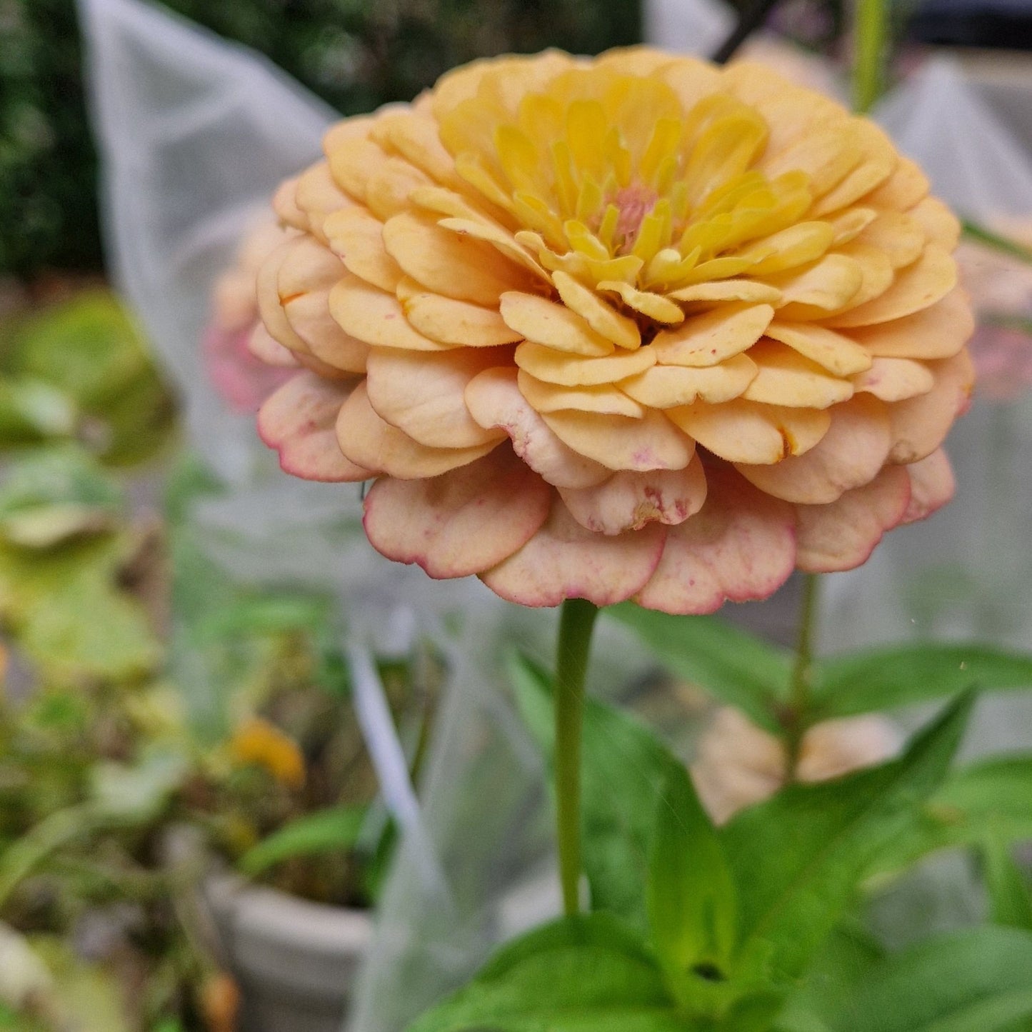 Rabarberkaka Zinnia (3-pack)