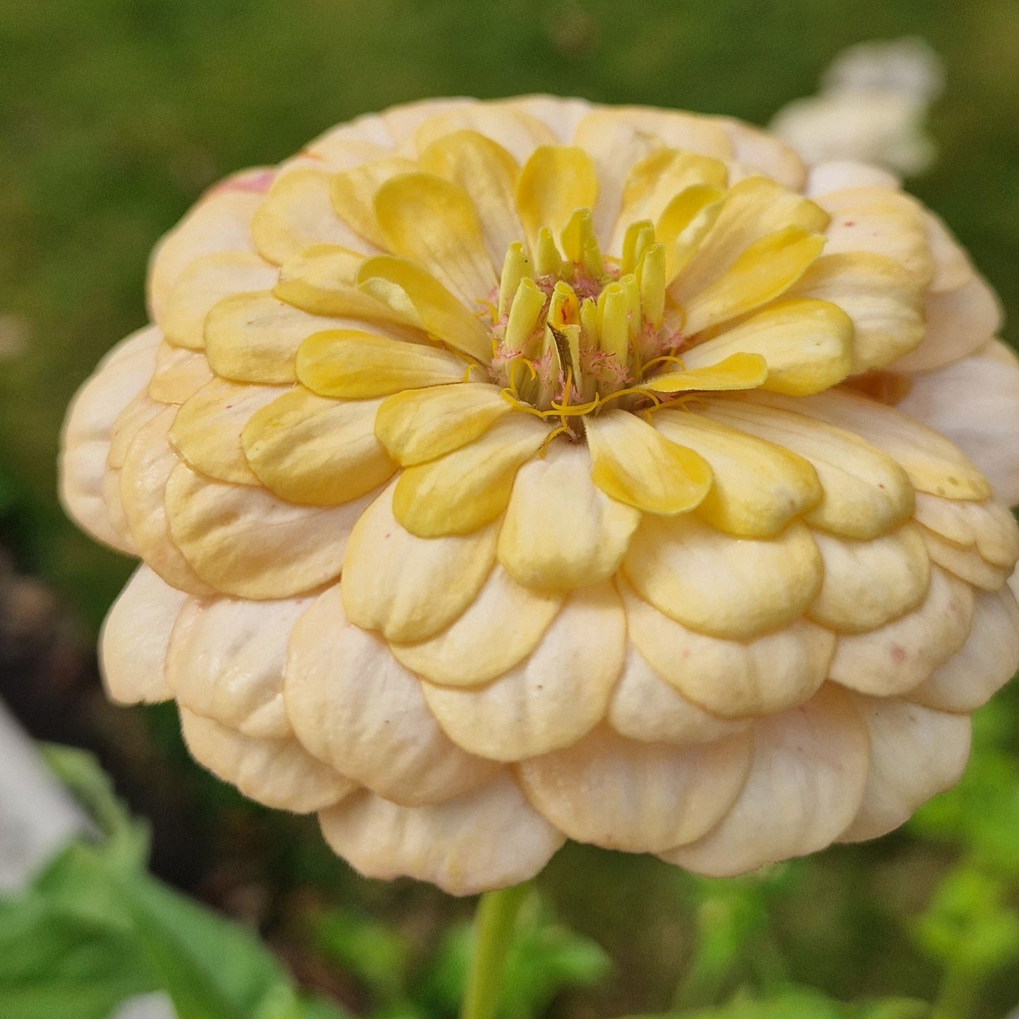 Rabarberkaka Zinnia (3-pack)