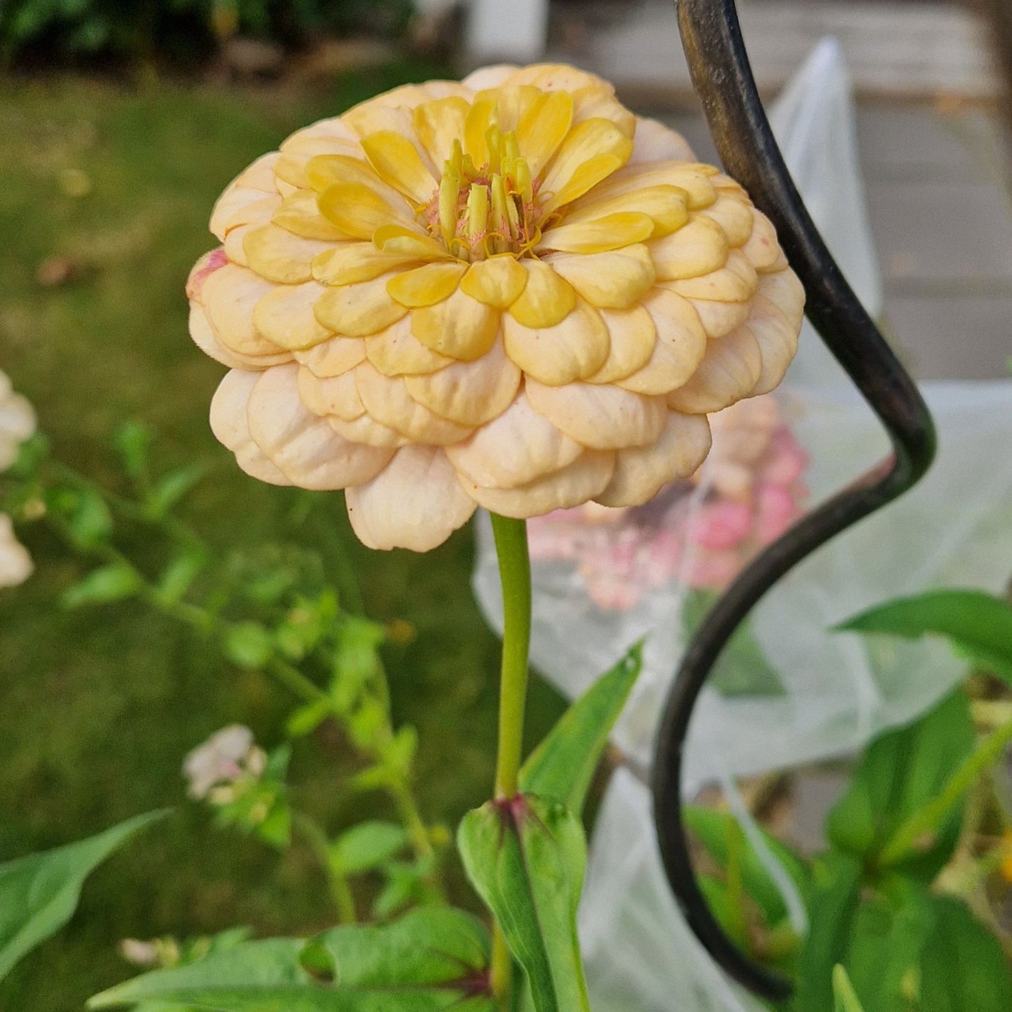 Rabarberkaka Zinnia (3-pack)
