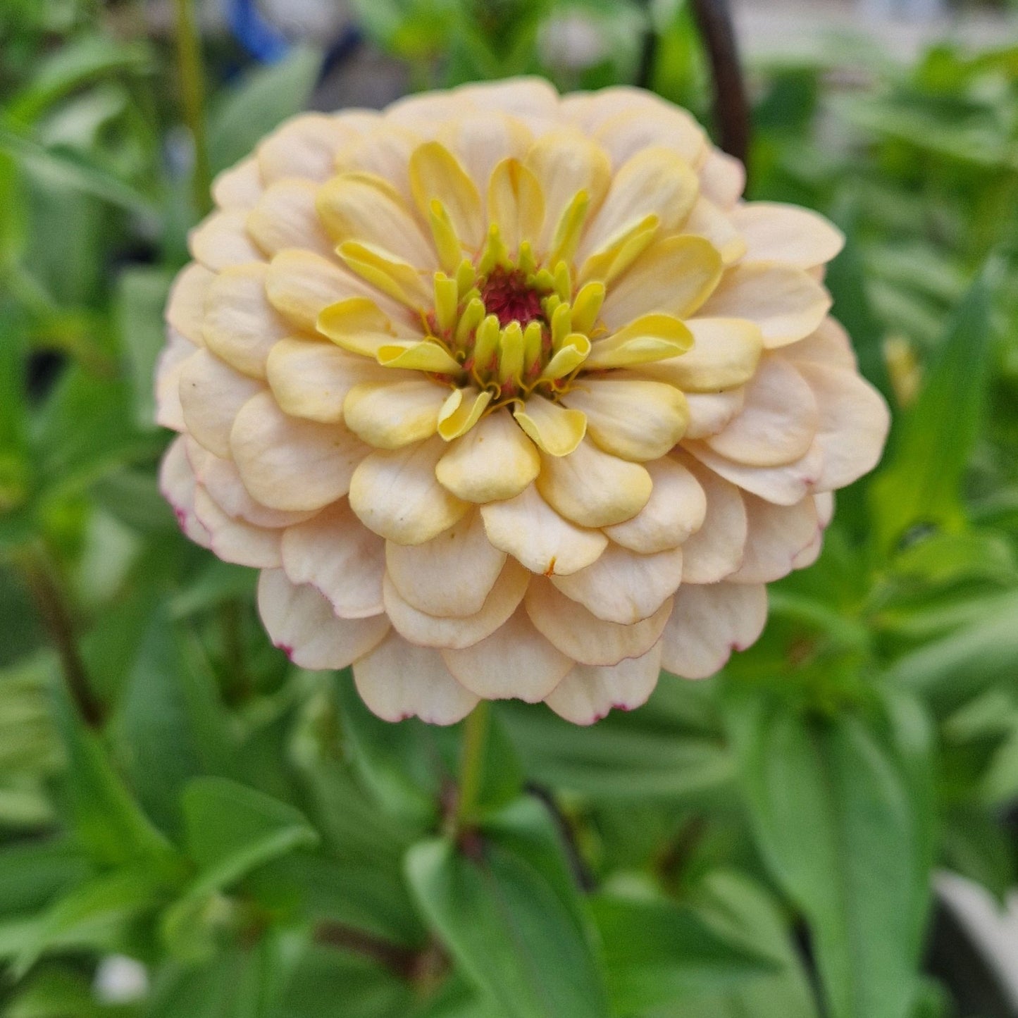 Rabarberkaka Zinnia (3-pack)