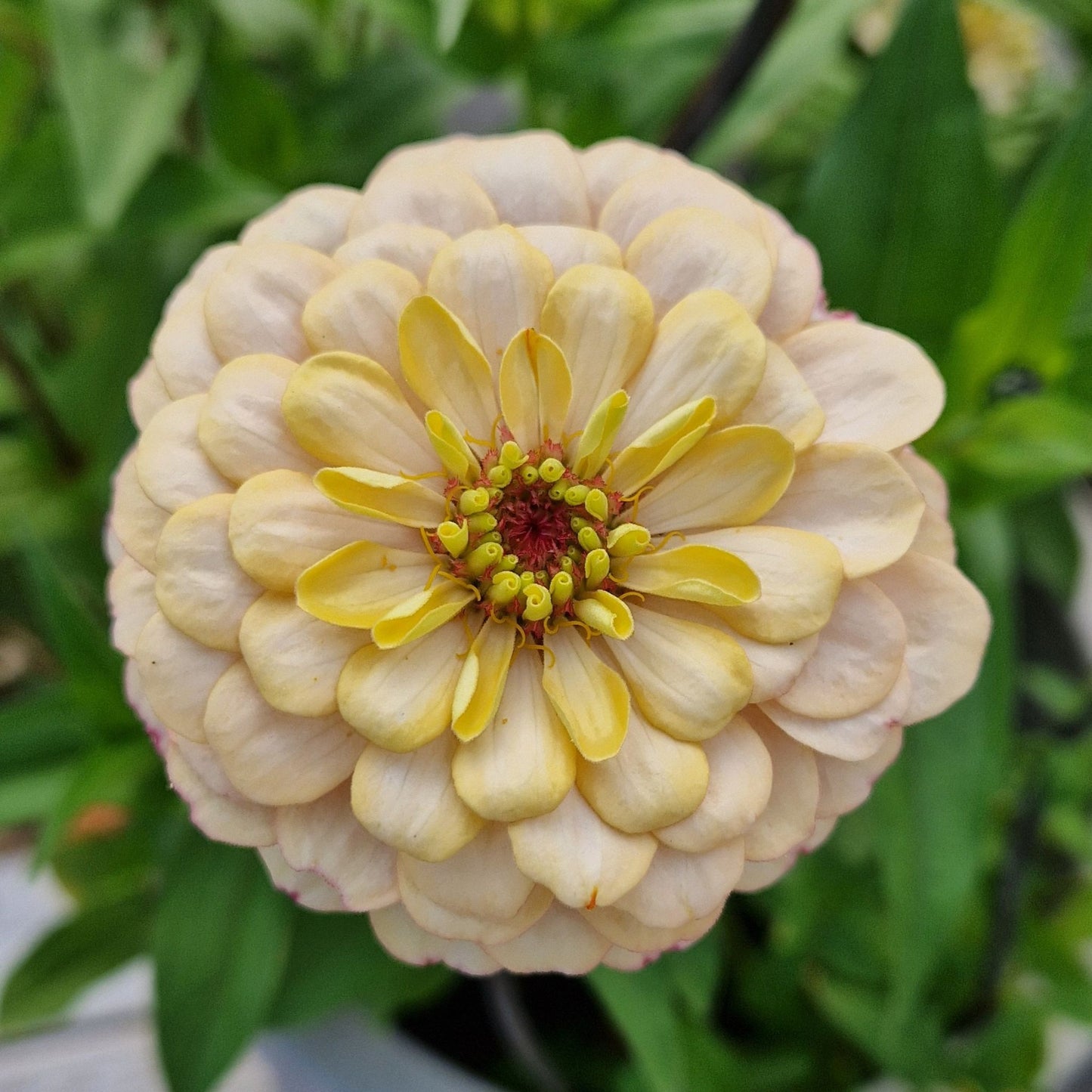 Rabarberkaka Zinnia (3-pack)