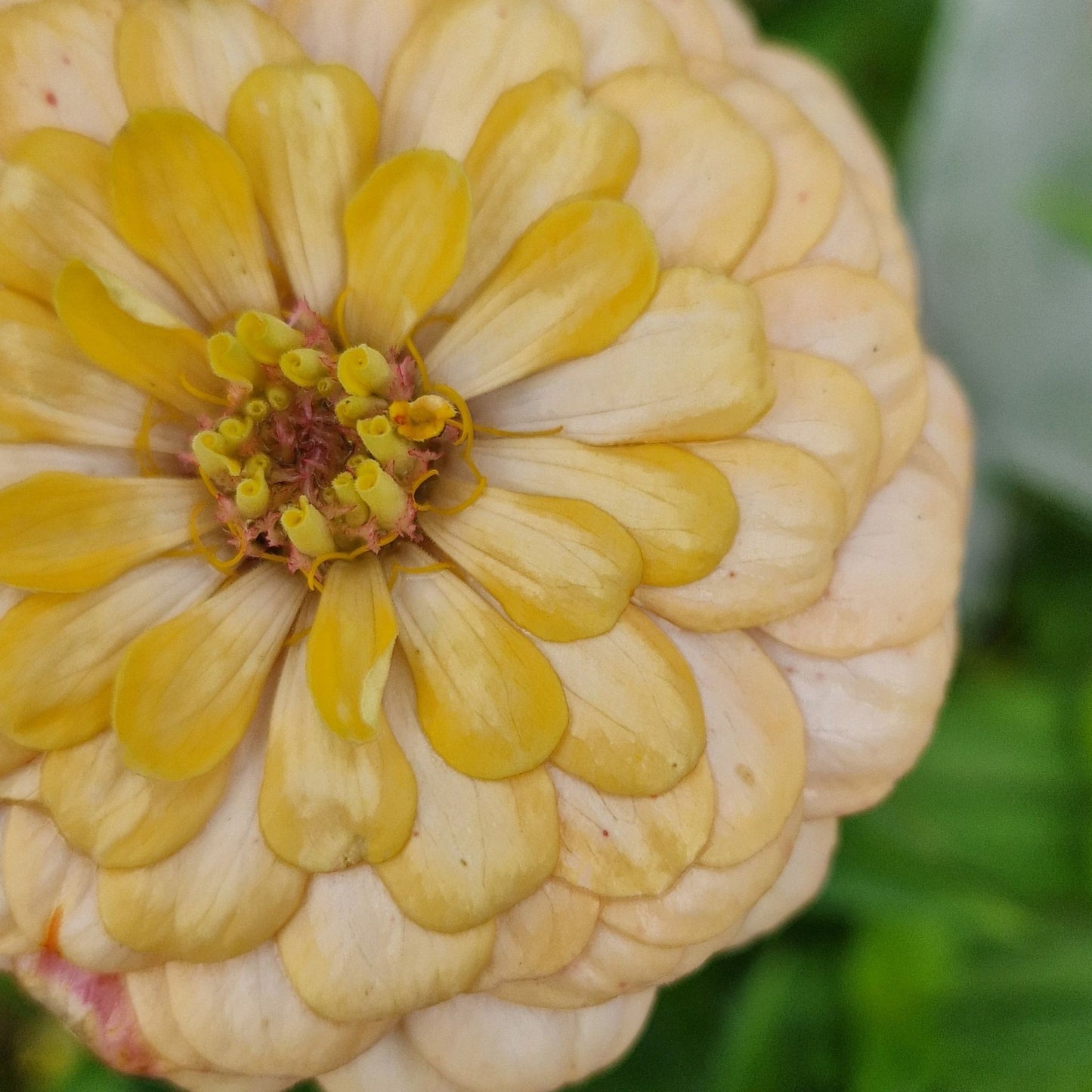 Rabarberkaka Zinnia (3-pack)