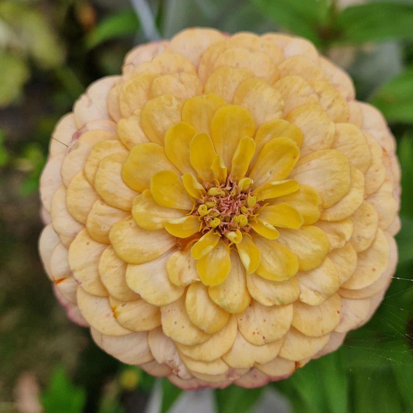 Rabarberkaka Zinnia (3-pack)
