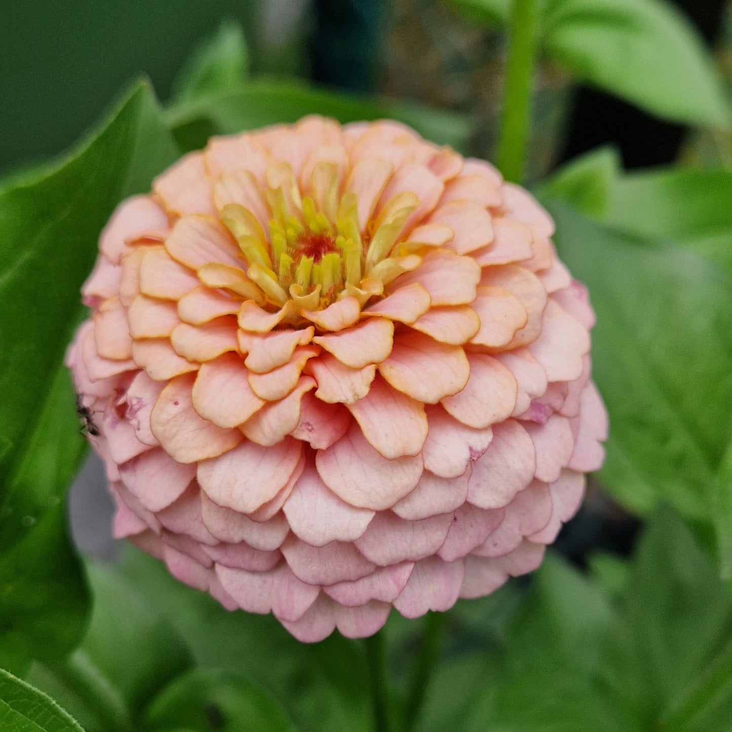 Rosa drömmar Zinnia (3-pack)