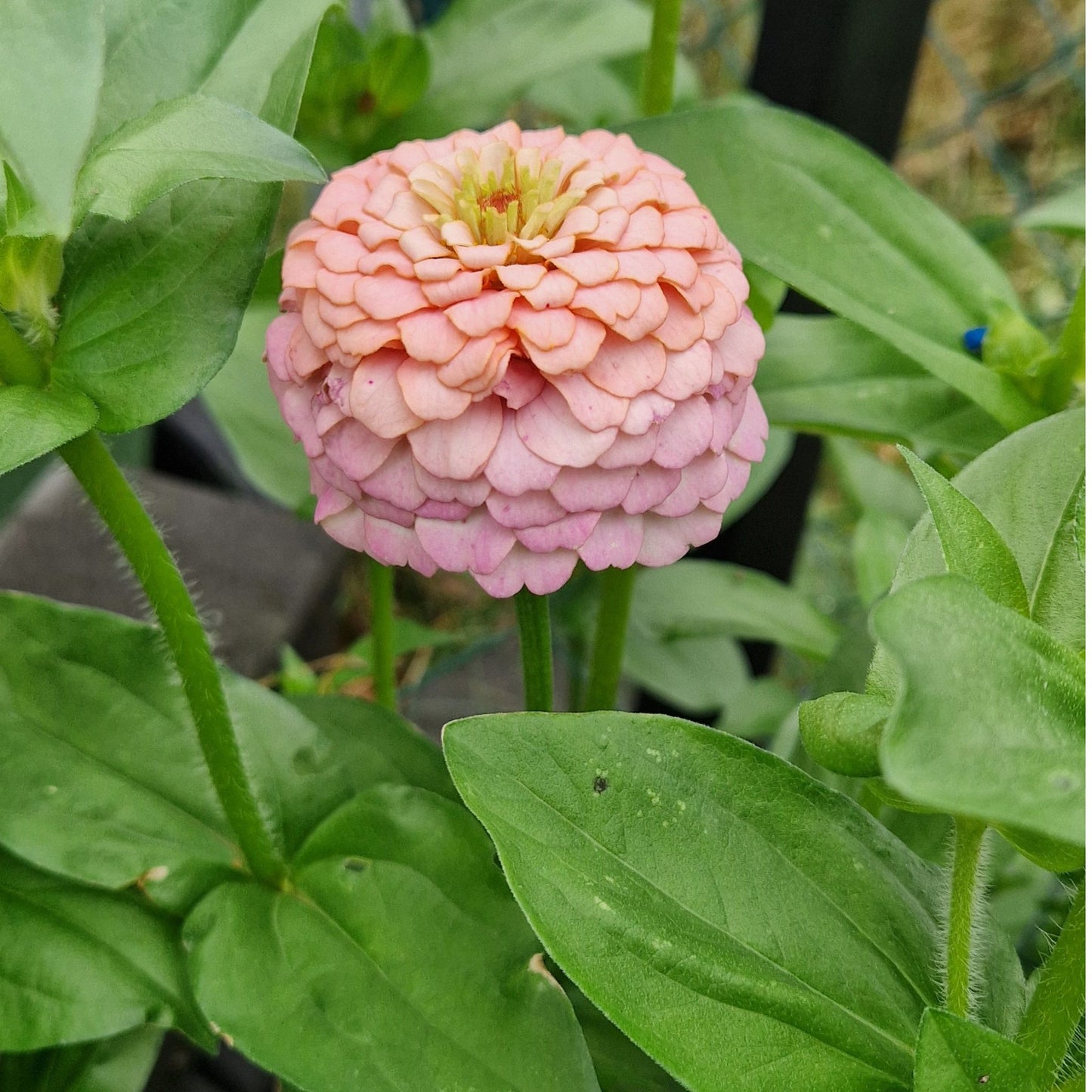Rosa drömmar Zinnia (3-pack)