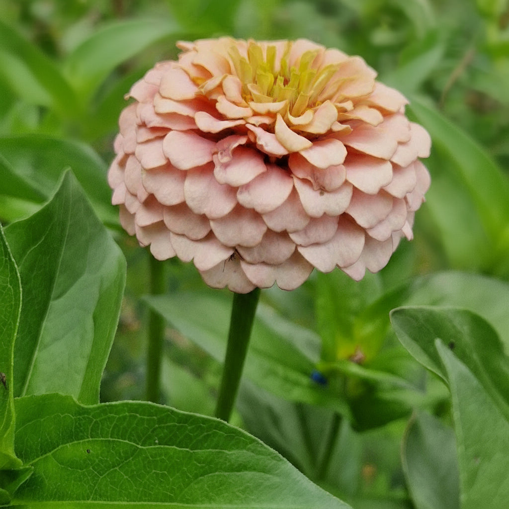 Rosa drömmar Zinnia (3-pack)