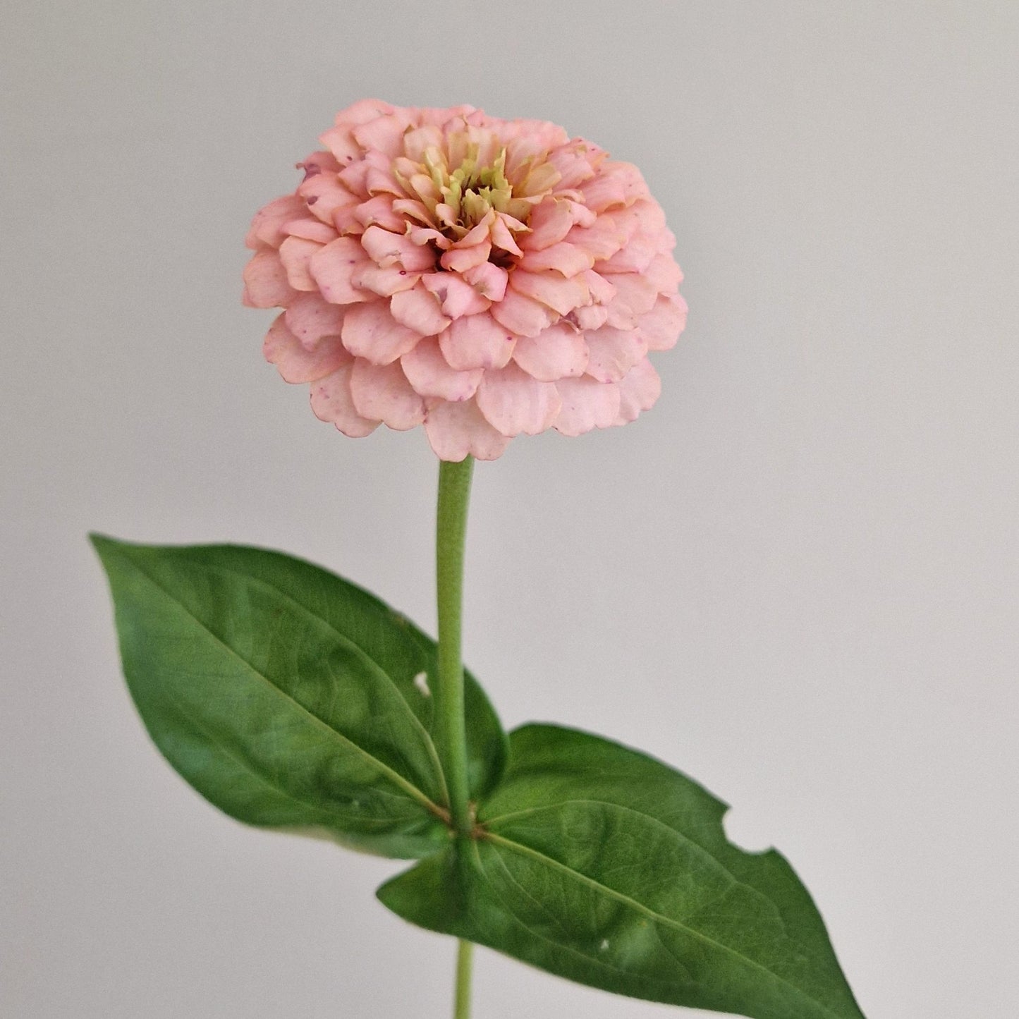 Rosa drömmar Zinnia (3-pack)