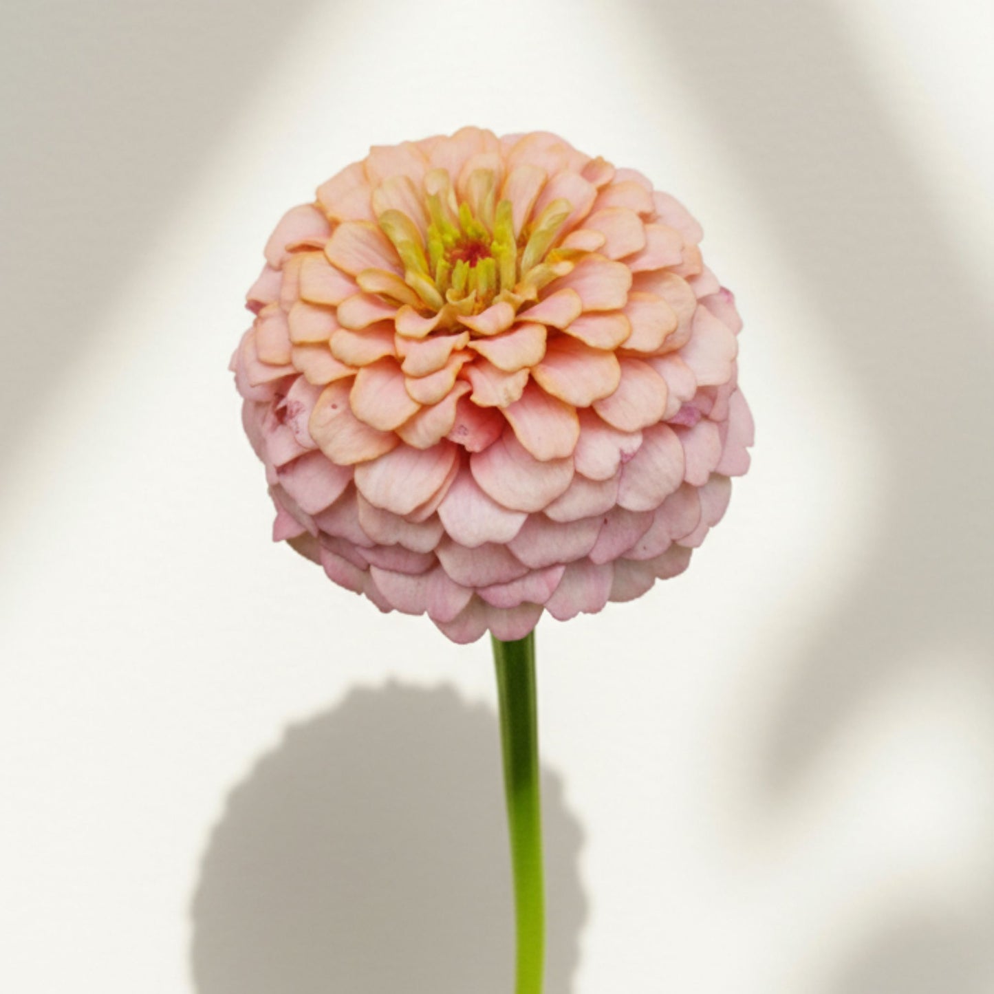 Sommarfika 2025 – hela kollektionen