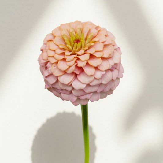 Rosa drömmar Zinnia (3-pack)