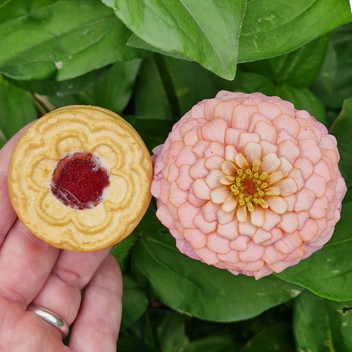 Rosa drömmar Zinnia (3-pack)