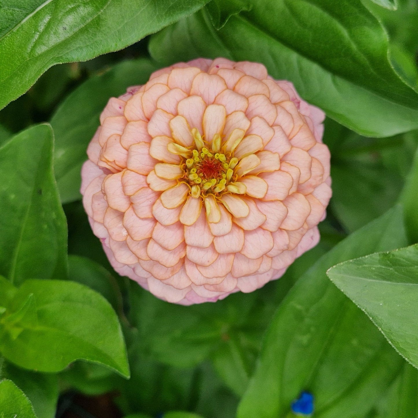 Rosa drömmar Zinnia (3-pack)
