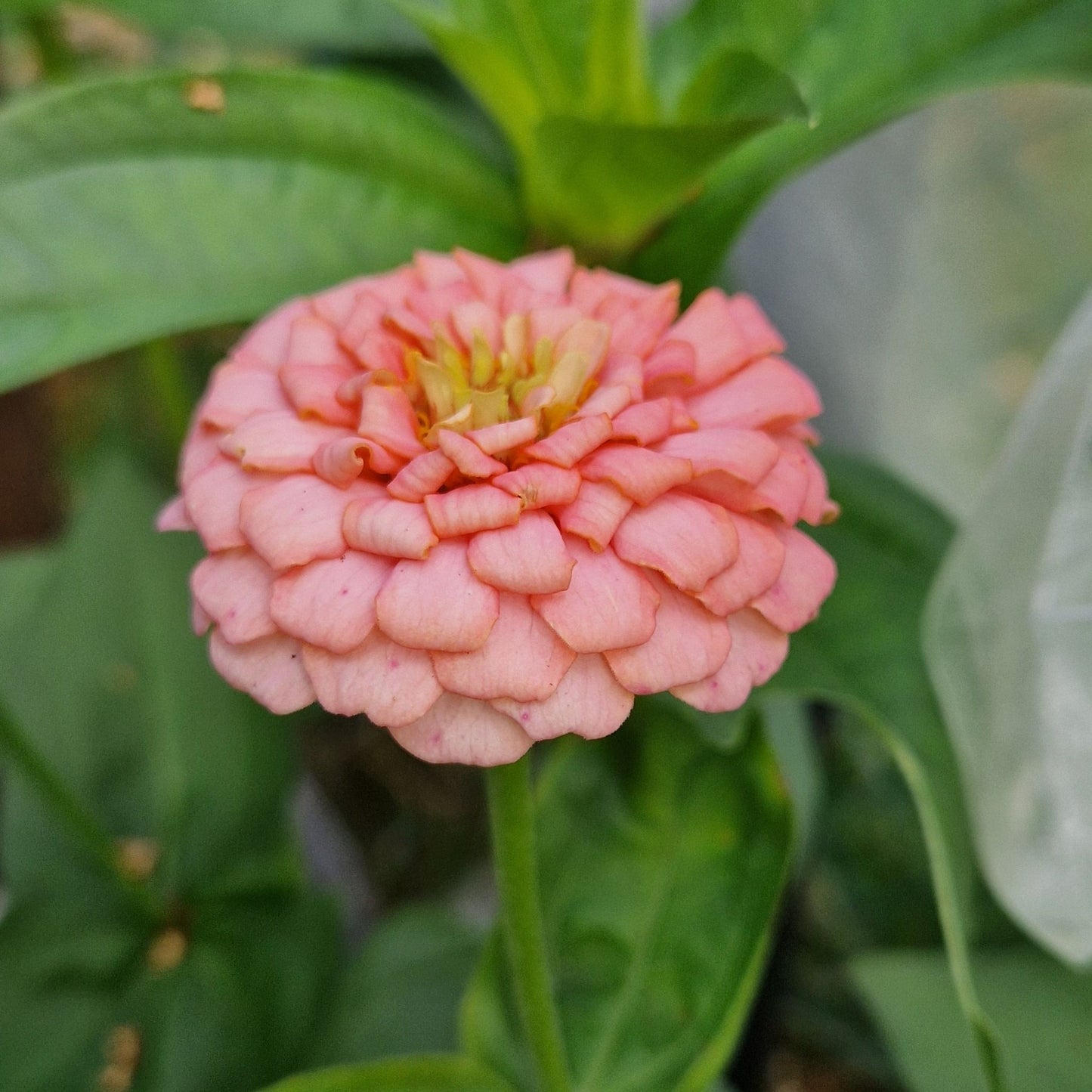 Rosa drömmar Zinnia (3-pack)