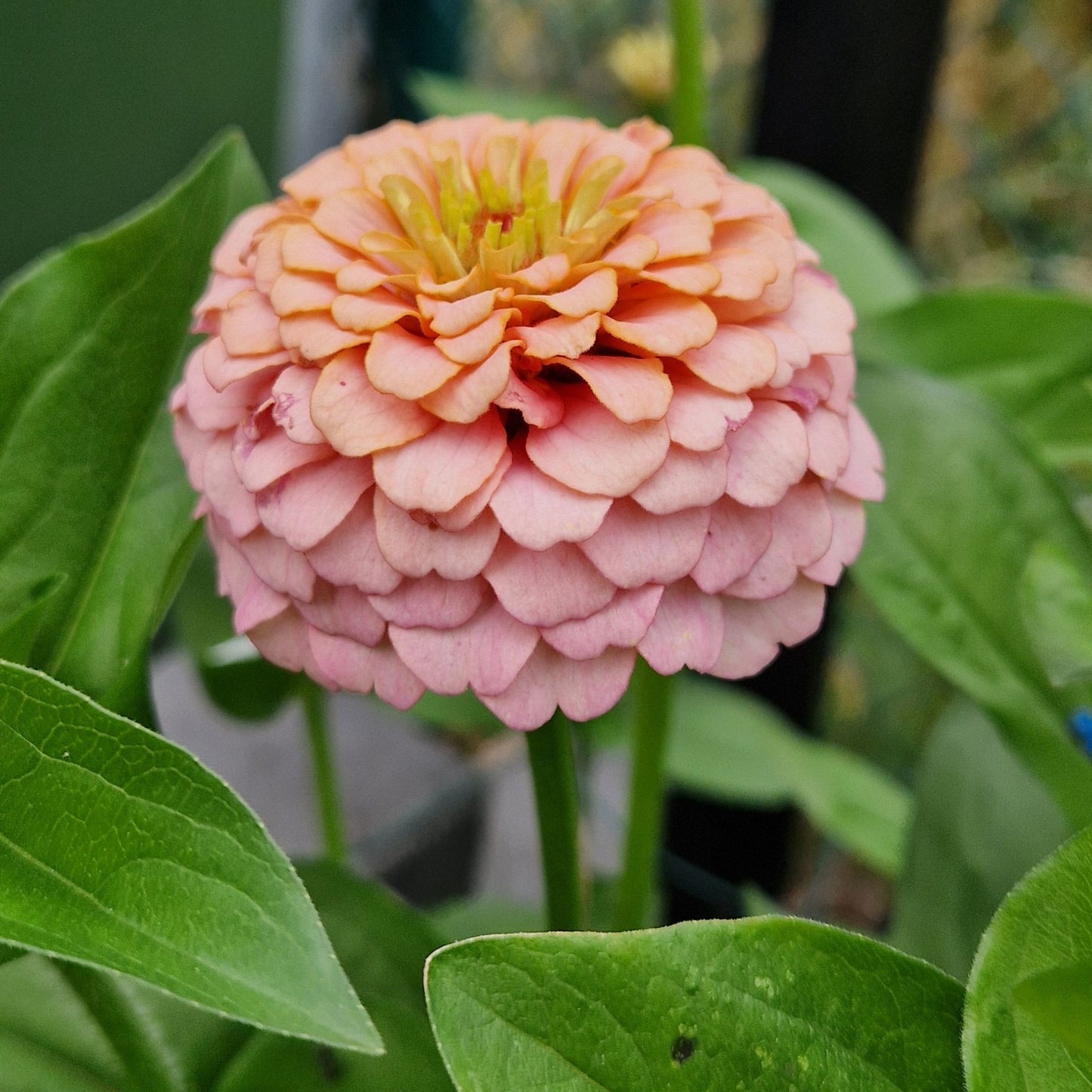Rosa drömmar Zinnia (3-pack)