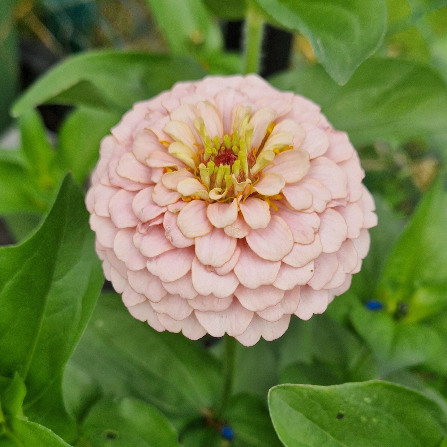 Rosa drömmar Zinnia (3-pack)