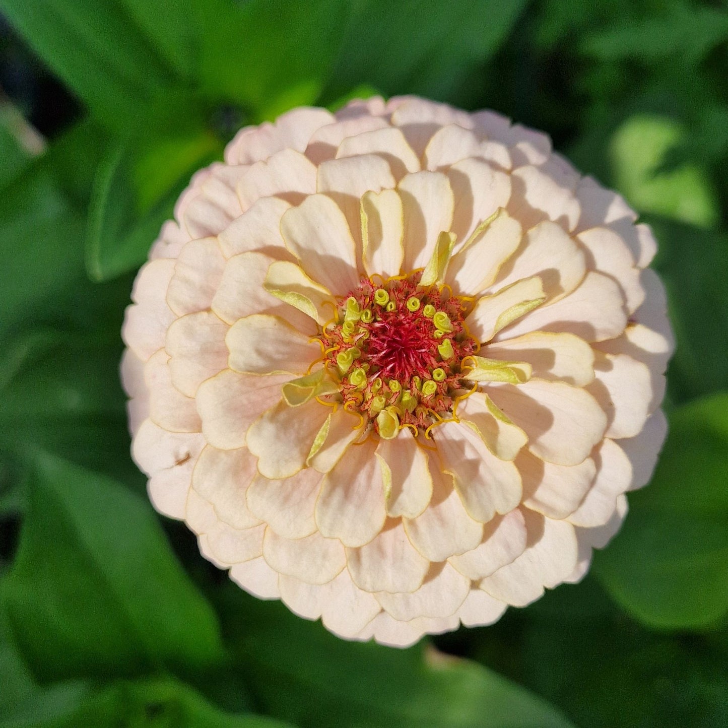 Rosa drömmar Zinnia (3-pack)