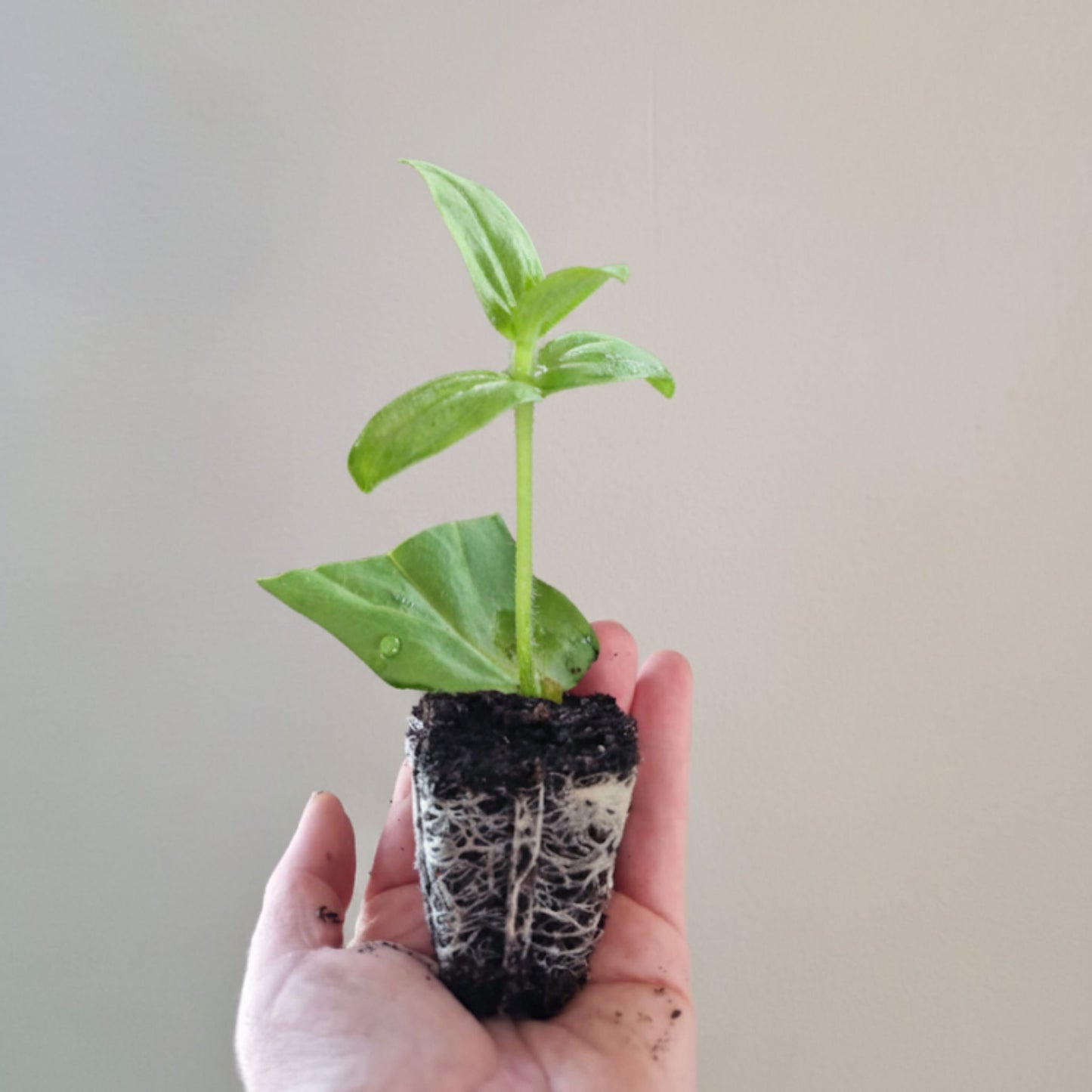 Aprikoscupcake Zinnia (3-pack)