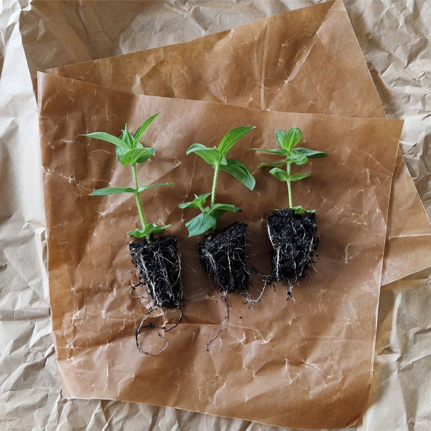 Aprikoscupcake Zinnia (3-pack)