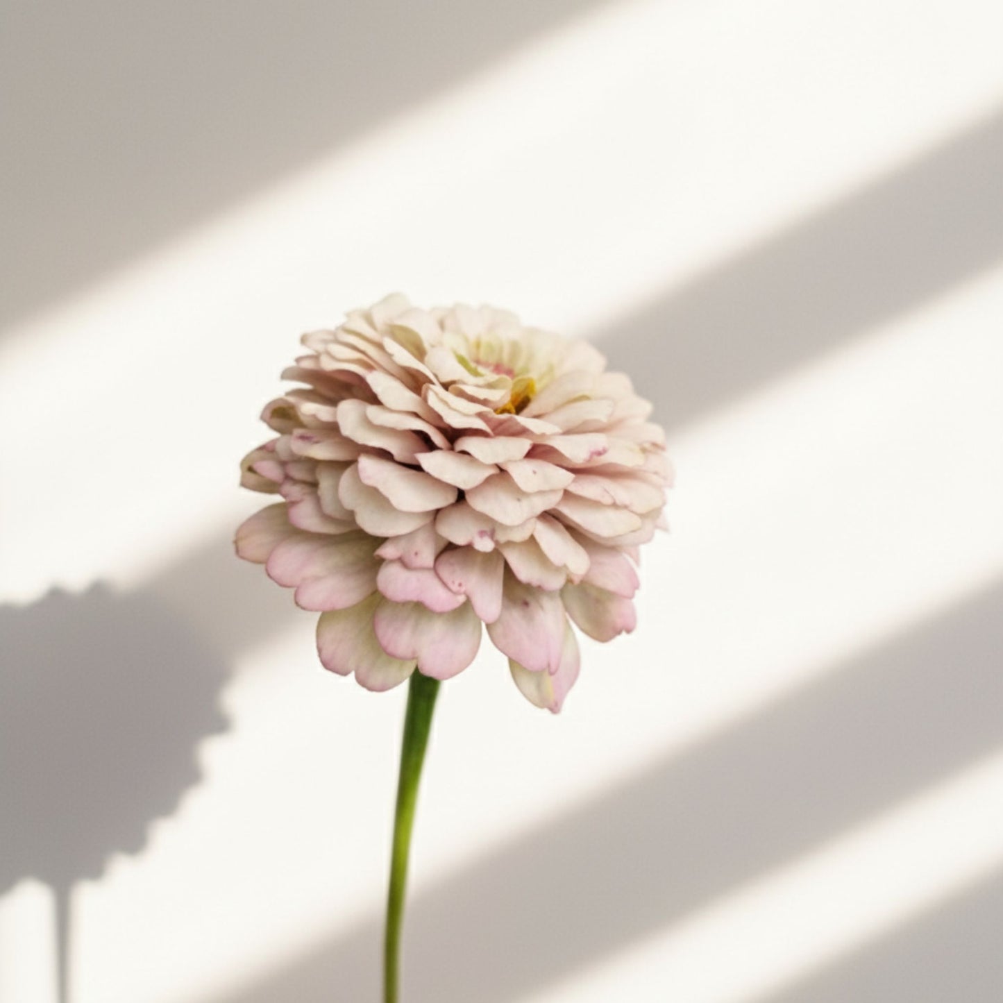 Sommarfika 2025 – hela kollektionen