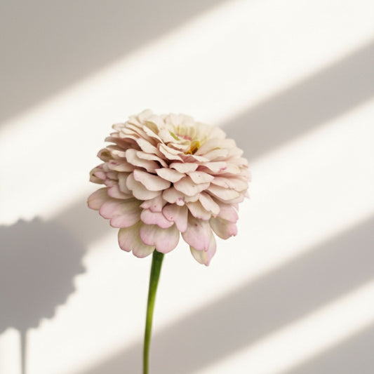 Syrensocker (Den grålila) Zinnia (3-pack)