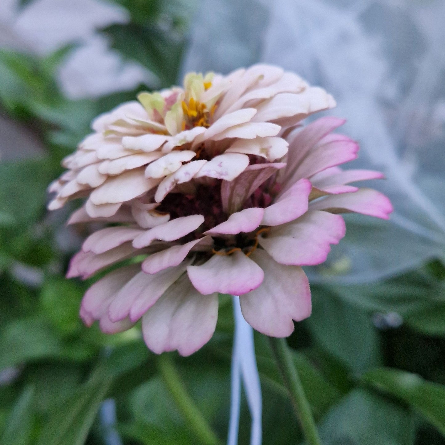 Syrensocker (Den grålila) Zinnia (3-pack)