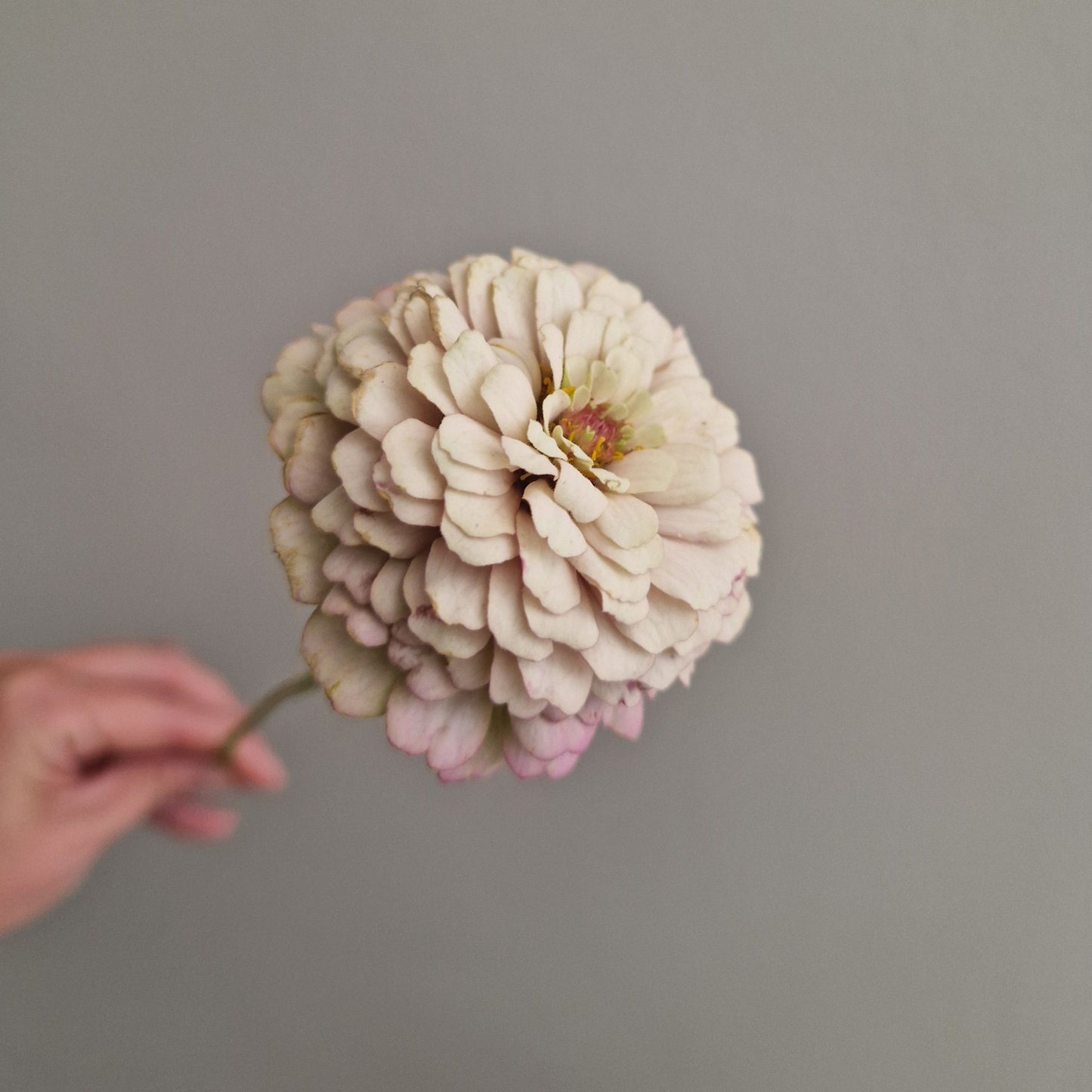 Syrensocker (Den grålila) Zinnia (3-pack)