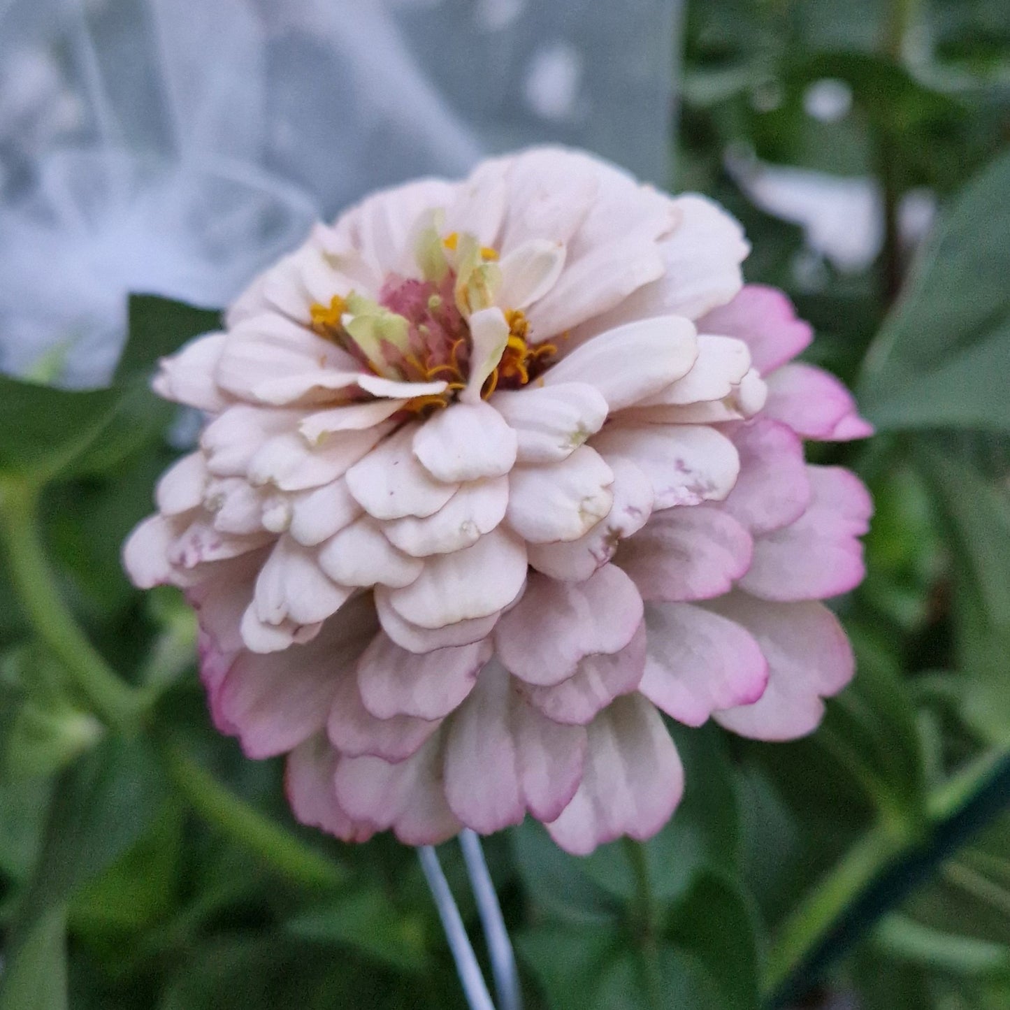 Syrensocker (Den grålila) Zinnia (3-pack)
