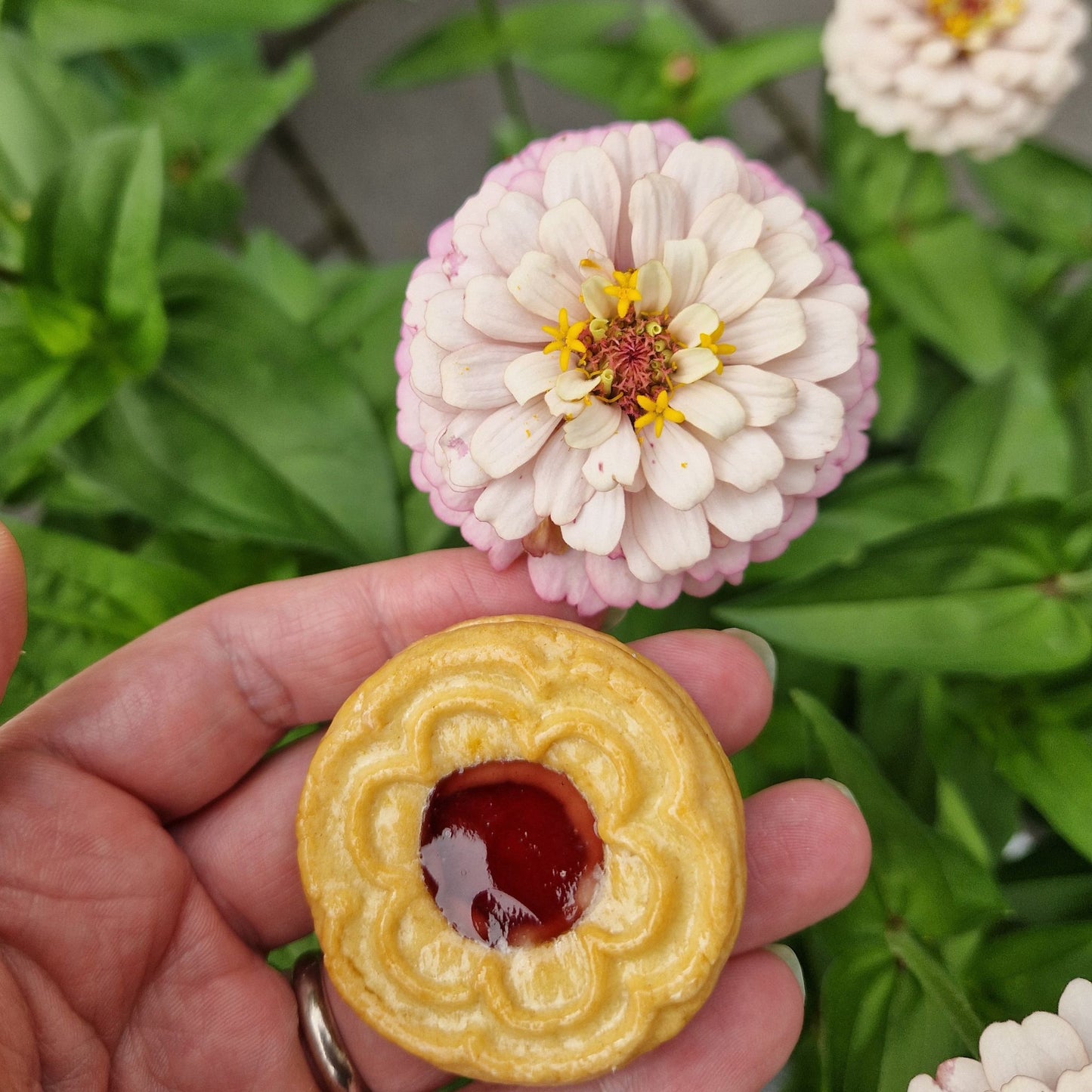 Syrensocker (Den grålila) Zinnia (3-pack)